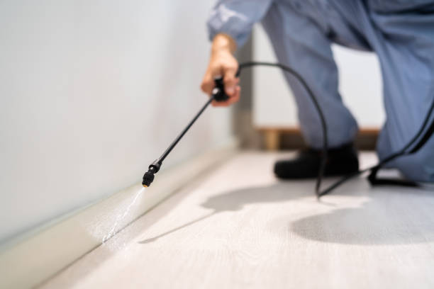 Licensed Ant Control service in McAlester, OK - Nex Pest Control